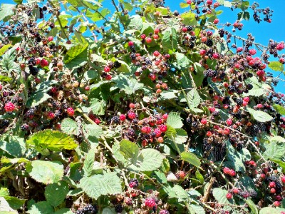 blackberries