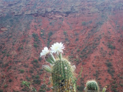 Flowering Cactus