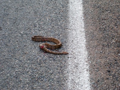 snake