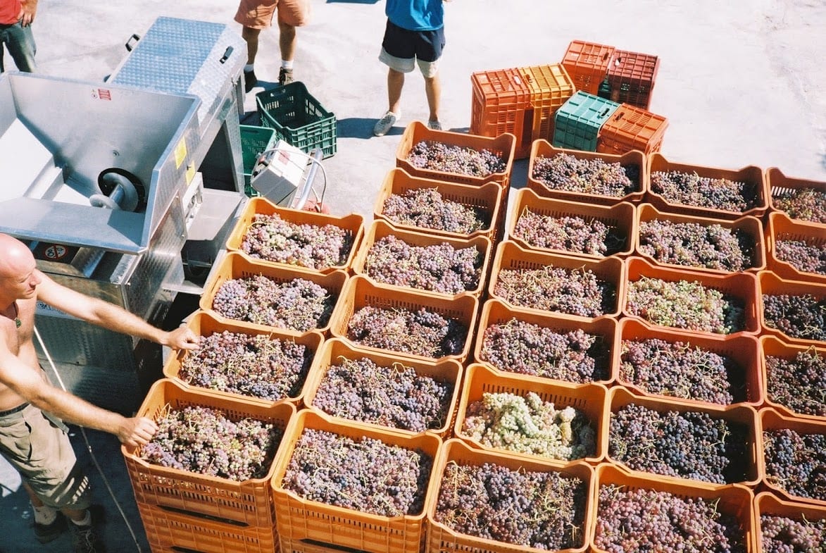 Grapes in Kefalonia