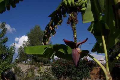 A banana tree at Awasa Camping