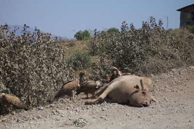 Dead animal being picked by vultures in the Blue Nile Gorge in Ethiopia