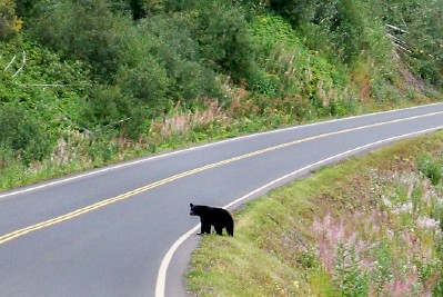 Cycling from Kinaskan to Bell 2 in Canada | Bears on a bike tour