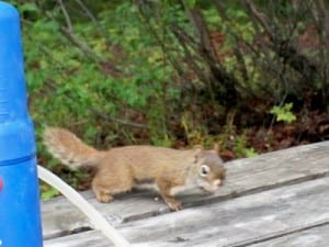 A squirrel spotted when cycling in Canada
