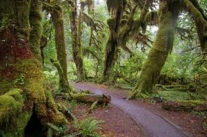 A Forest trail near Forks, USA