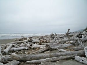 Bleached logs washed up on the beach at Kalaloch