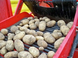 sorting potatoes on a farm in pemberton