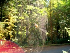 A spiders web caught my eye when staying at Willaby campground, Quinault