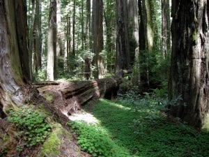 Redwoods forest