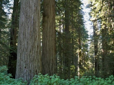 Very big Redwood Trees