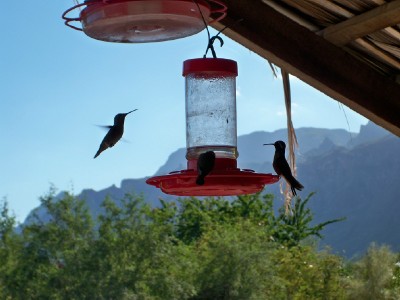 Hummingbirds in action in El Juncalito, Mexico