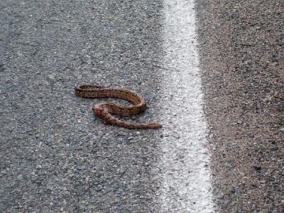 Snake crossing the road when bike touring in Mexico