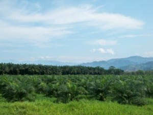 Oil palm plantation in Costa Rica