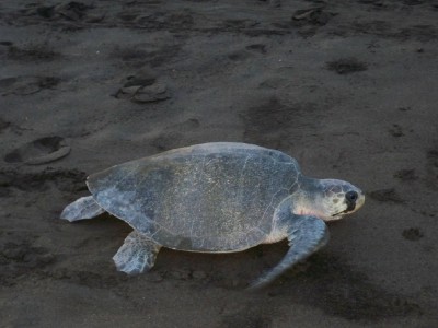 Turtles on the Beach at Playa Ostional