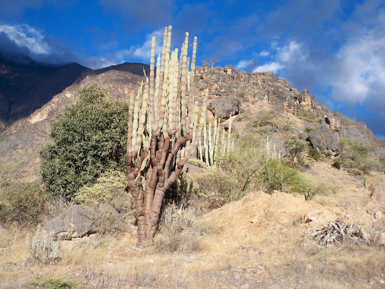 A cactus growing in Peru