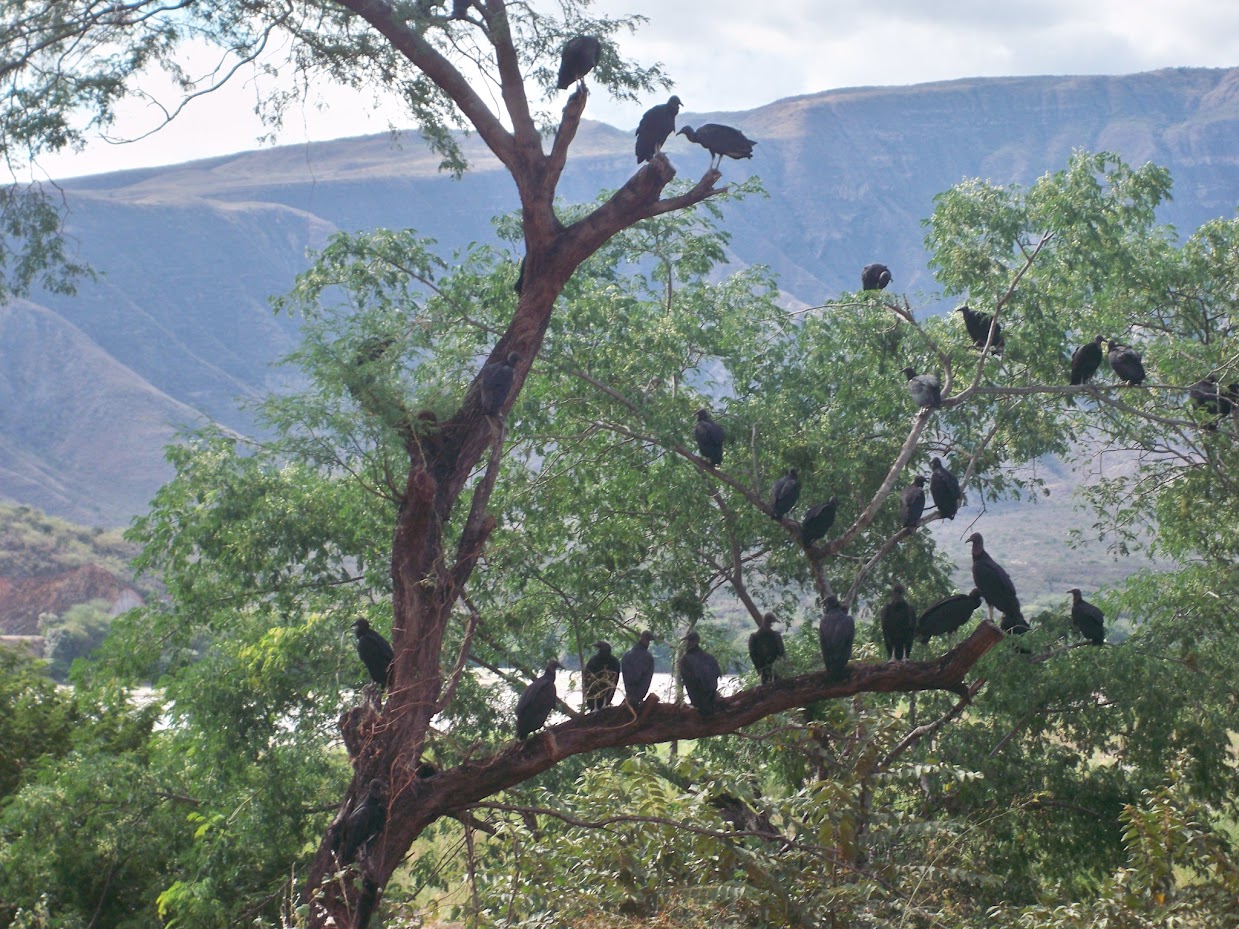 Vultures in a tree in Peru