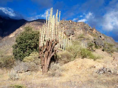 A cactus growing in Peru