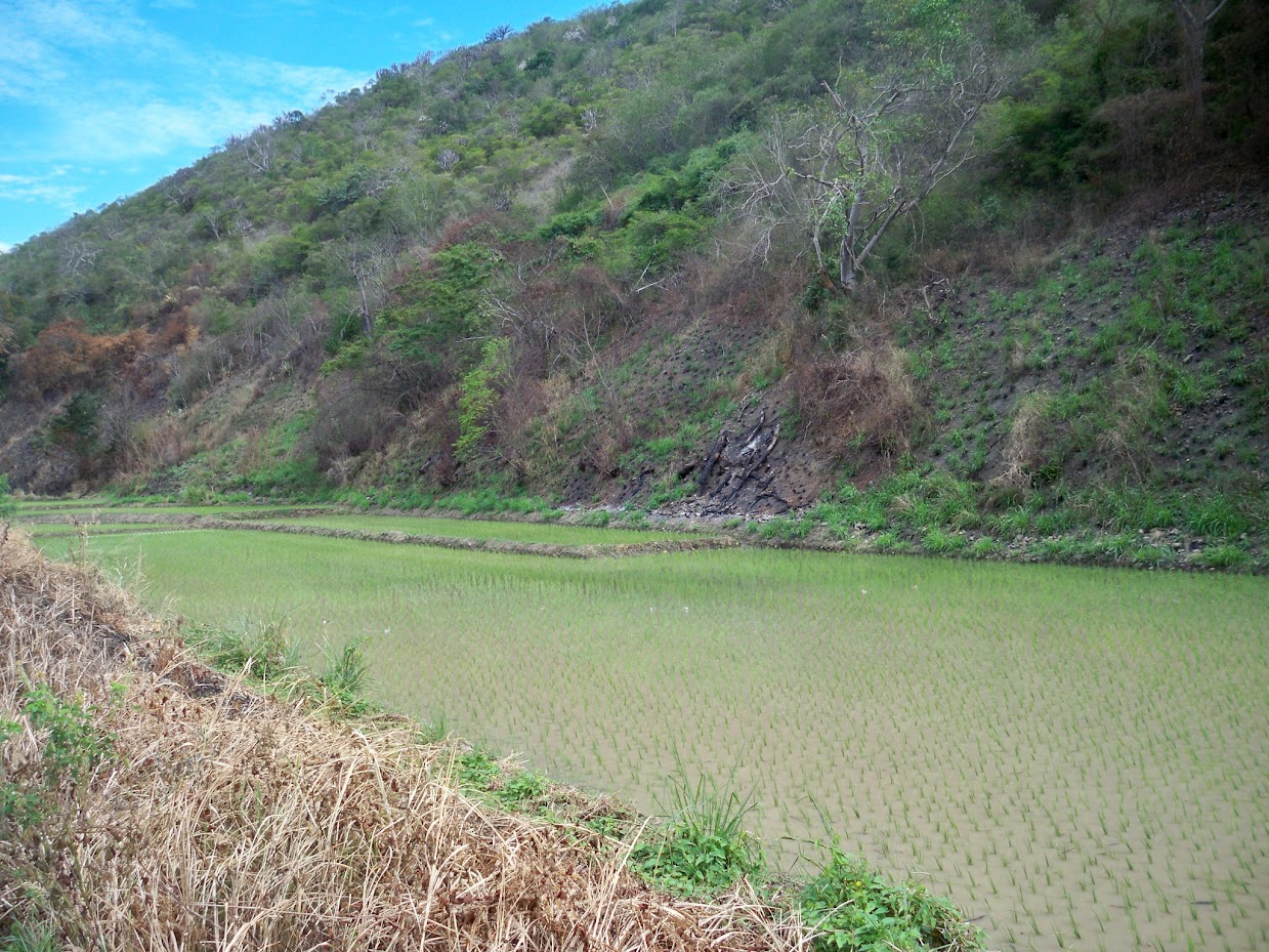 Rice field in Peru