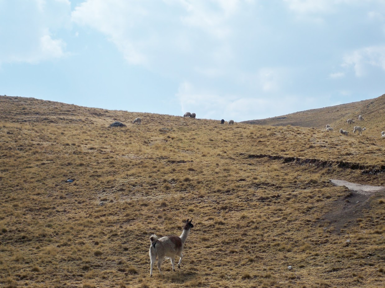 A llama in Peru