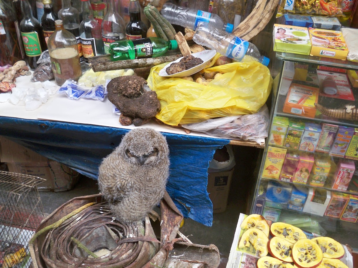 An owl in the market at Huamachuco