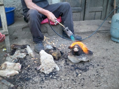 A sheep's head being blow torched