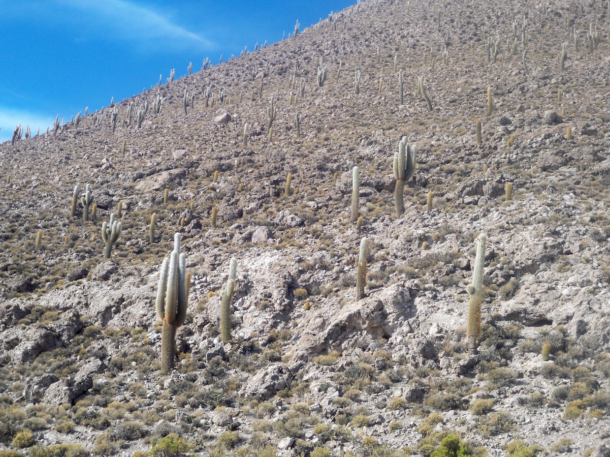 cacti near Coipasa