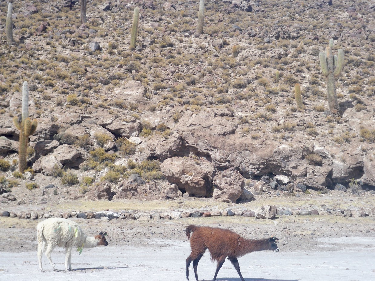 llama near coipasa