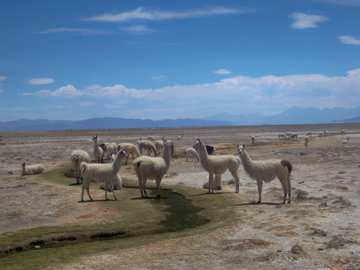 more Llamas in Bolivia