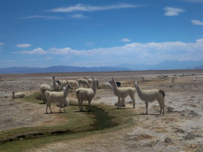 Llamas in Bolivia
