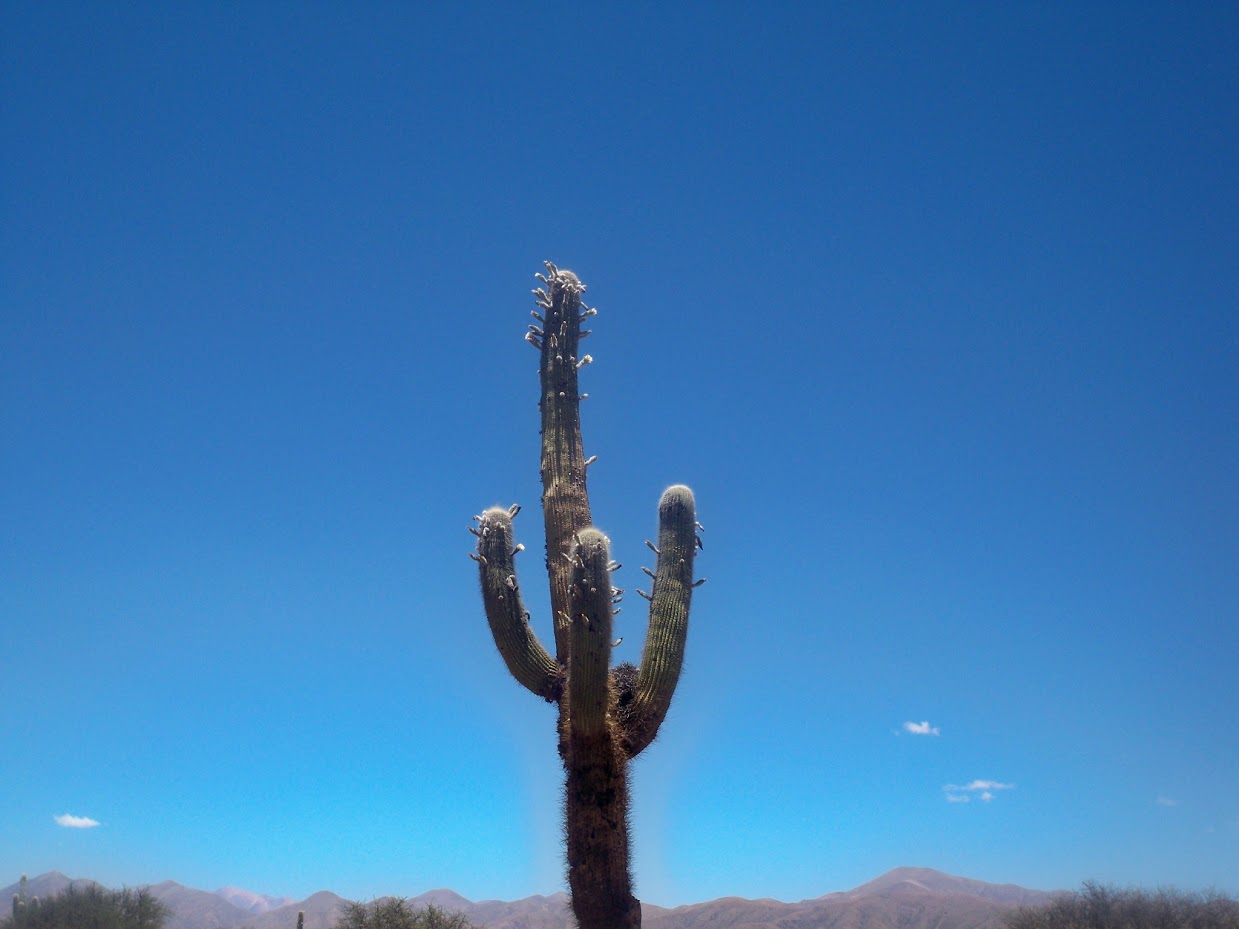 A cactus growing in Argentina