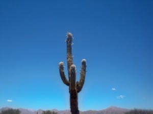 Cactus in Argentina