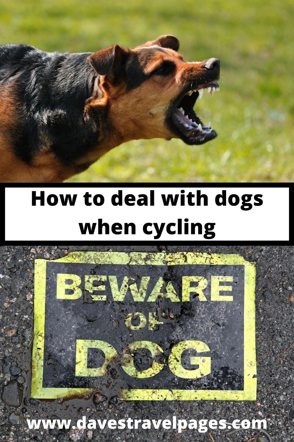 what to do if dog chases you on bike