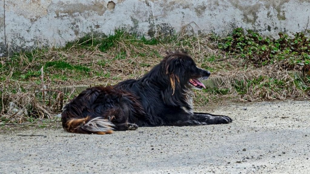 What Is The Best Dog Deterrent For Cyclists On A Bike Tour?