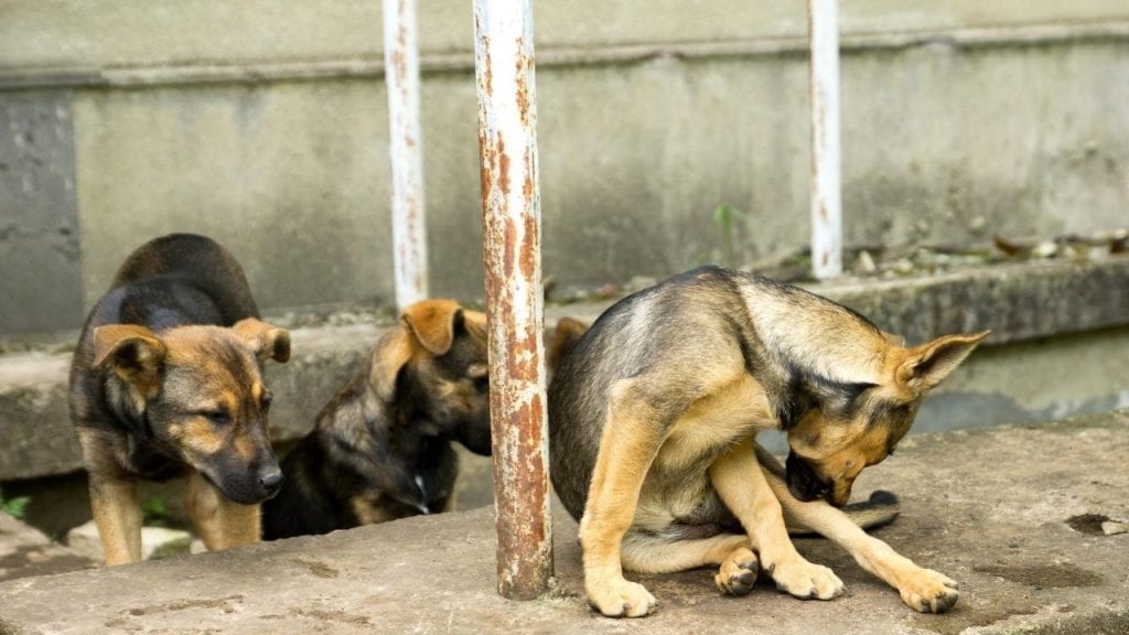 What Is The Best Dog Deterrent For Cyclists On A Bike Tour?