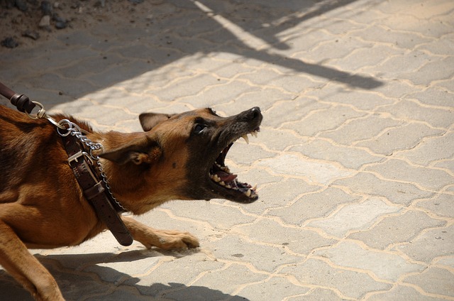 what to do if dog chases you on bike