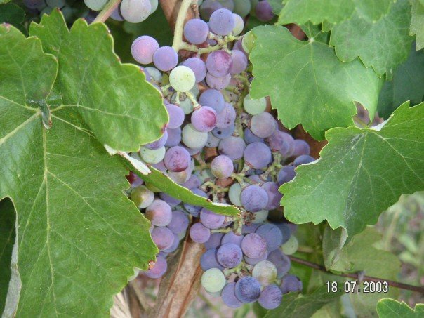 Picking grapes in Kefalonia