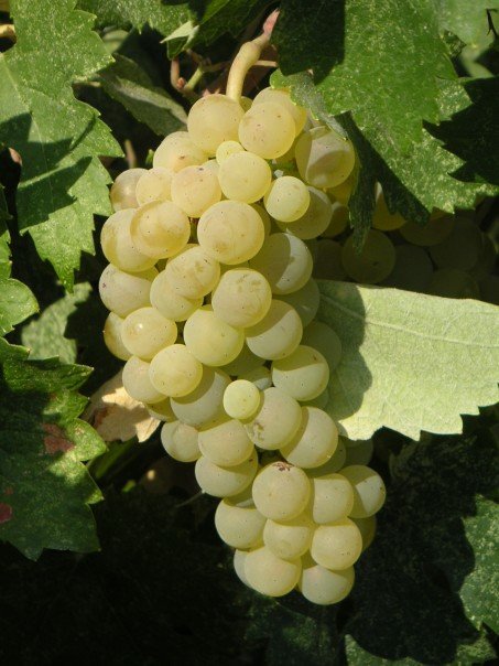 grape picking in Keffalonia
