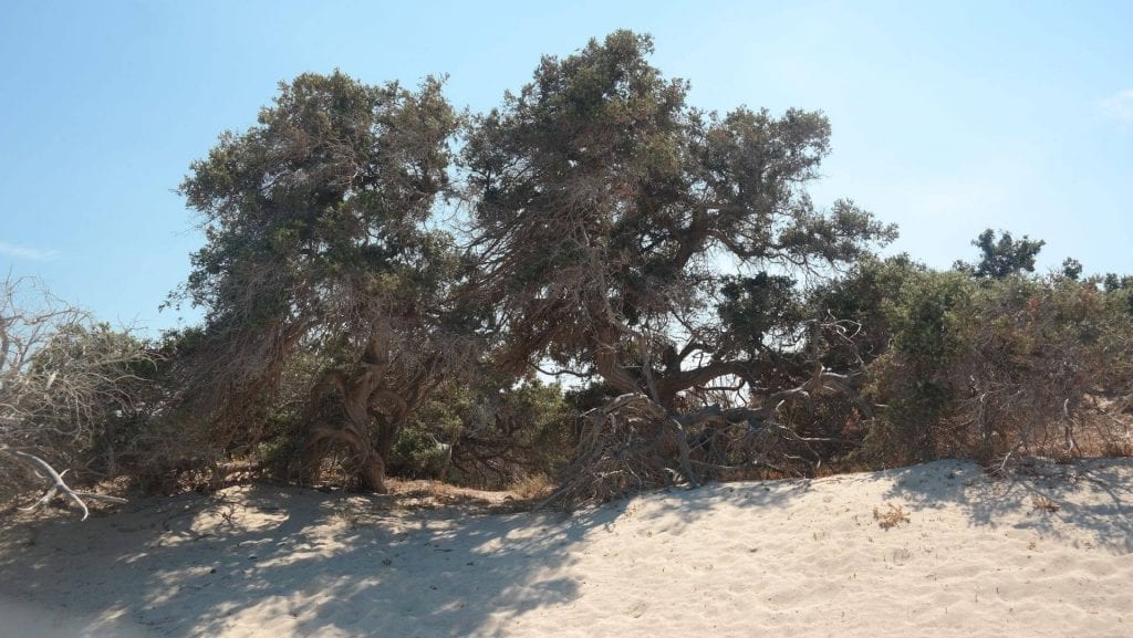 The protected natural reserve of Chrissi beach near Crete