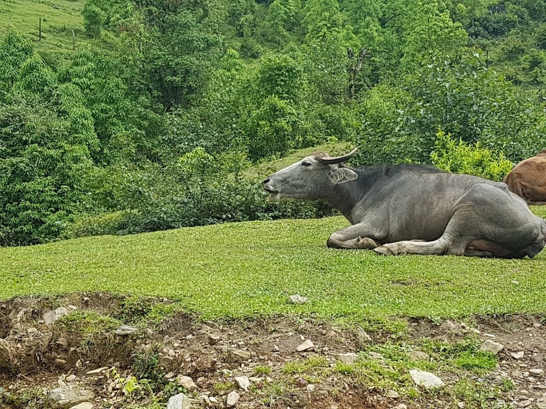 A water buffalo in Nepal