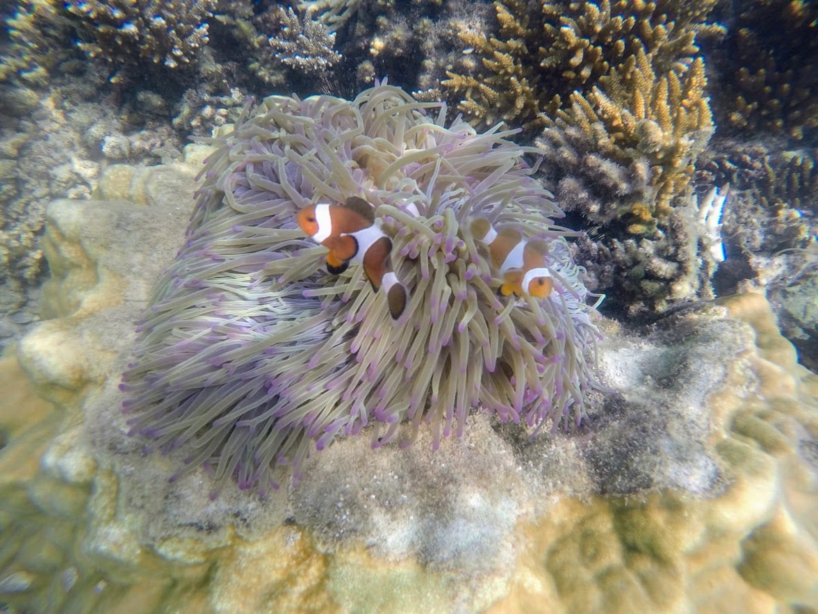 Finding Nemo on Kapas Island Malaysia