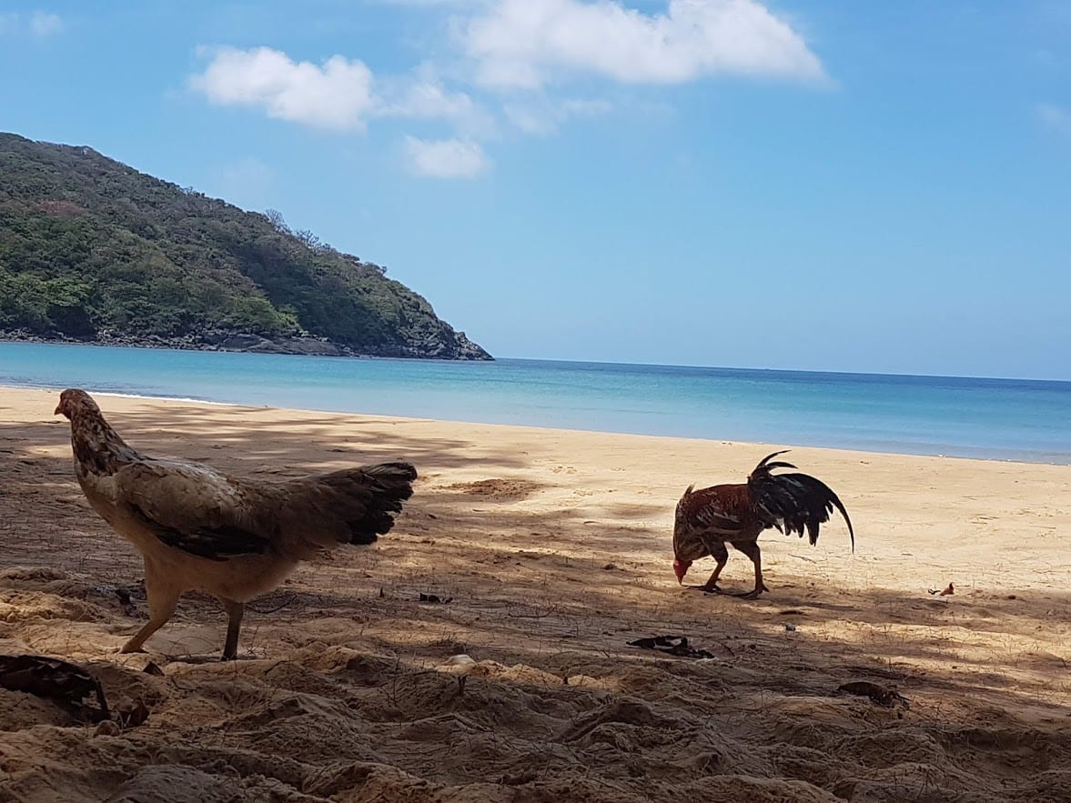 Chickens on the beach in Con Dao