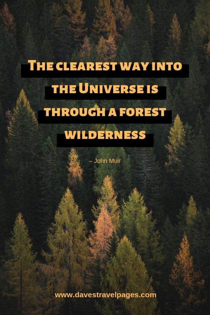 Wilderness Quotes - “The clearest way into the Universe is through a forest wilderness.” – John Muir