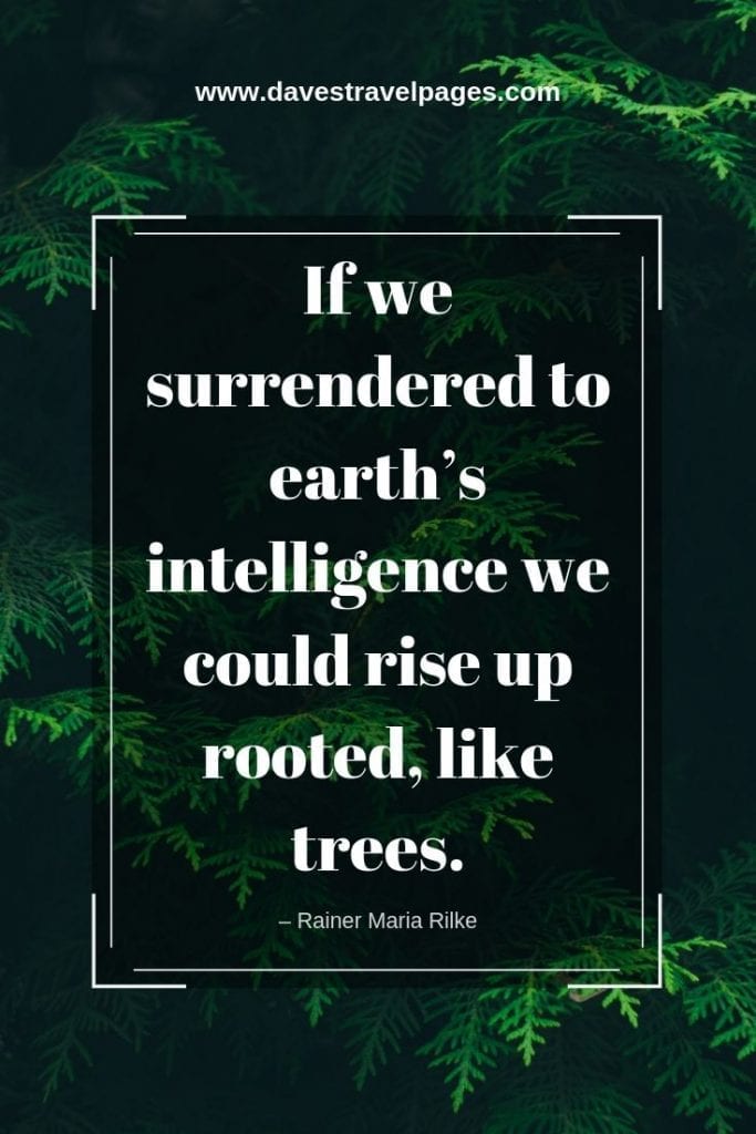 Best Nature Quotes - “If we surrendered to earth’s intelligence we could rise up rooted, like trees.” – Rainer Maria Rilke