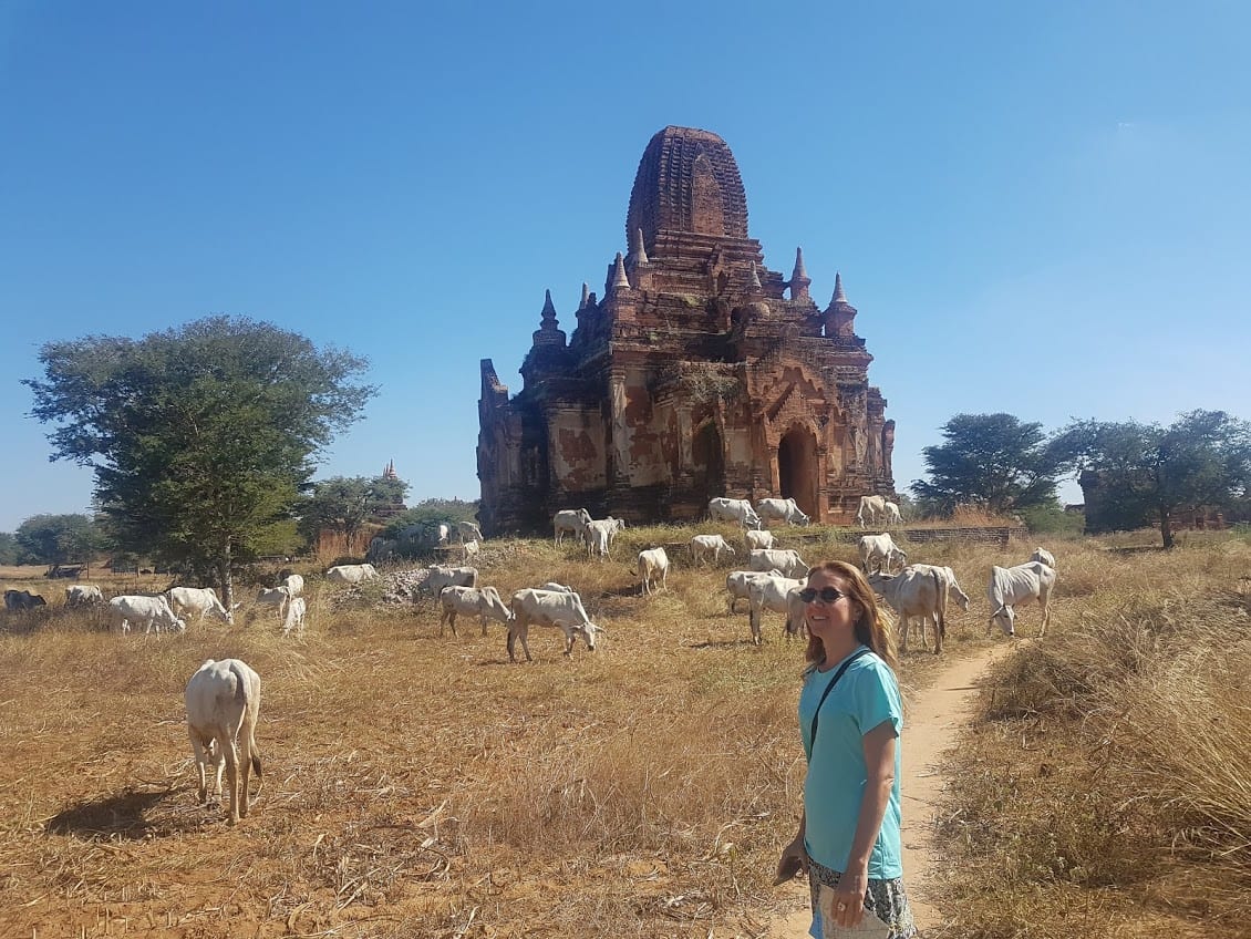 Animals wandering among the temples of Bagan