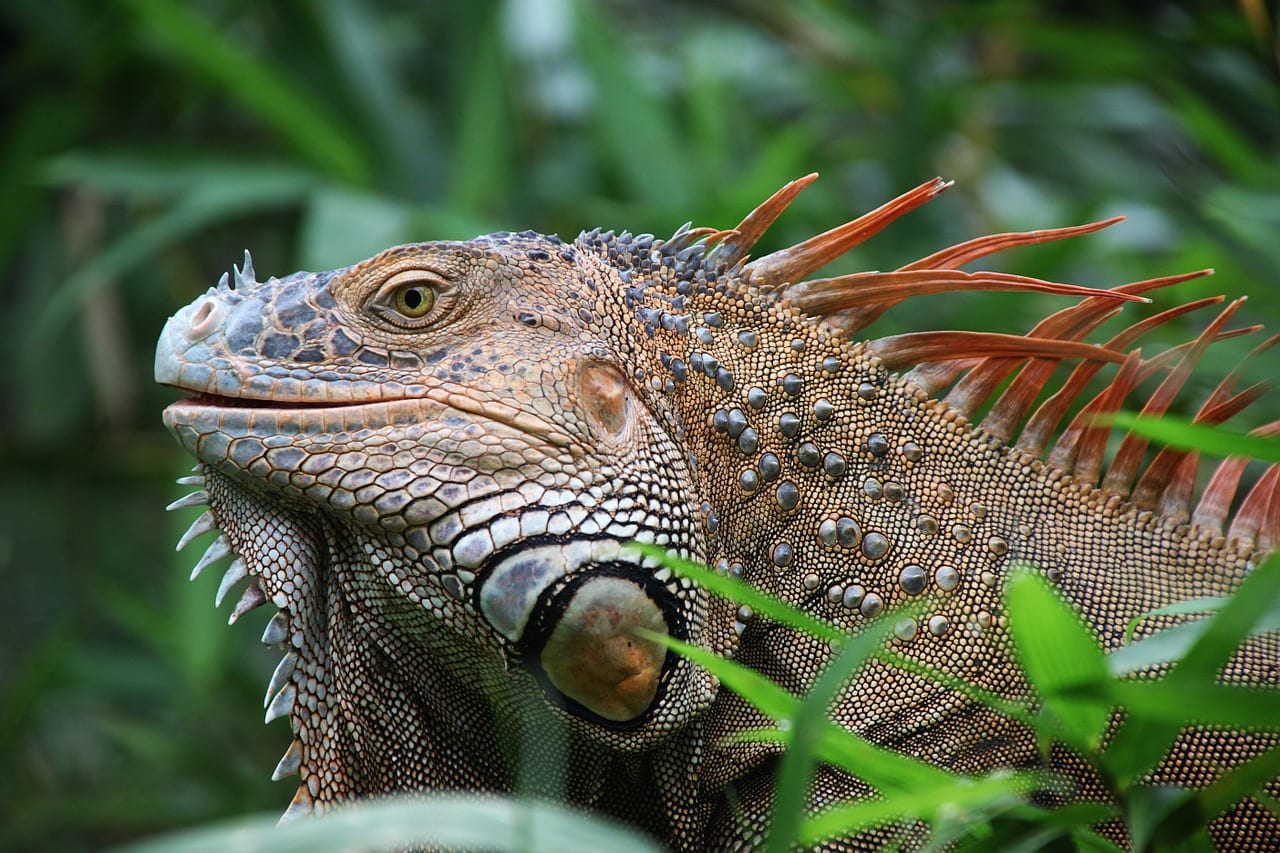 There's lots of these iguanas to be seen in Costa Rica