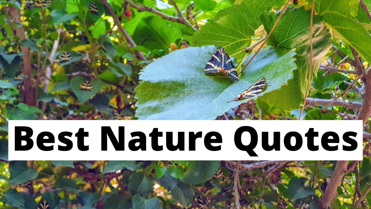 A huge collection of over 100 of the best nature quotes at Dave's Travel Pages