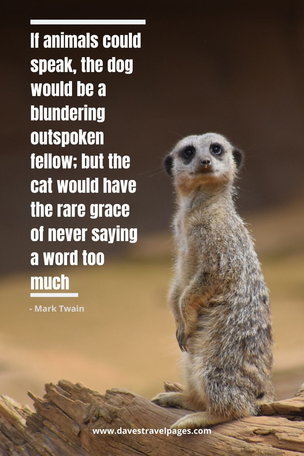 Mark Twain Animal Quote - “If animals could speak, the dog would be a blundering outspoken fellow; but the cat would have the rare grace of never saying a word too much.”