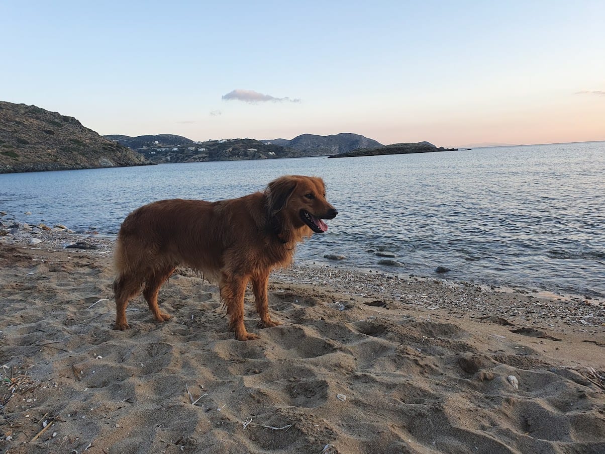 A friendly dog on a beach in Syros Greece