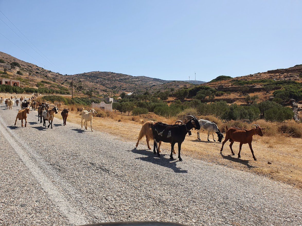 Greek goats on the road in Ios