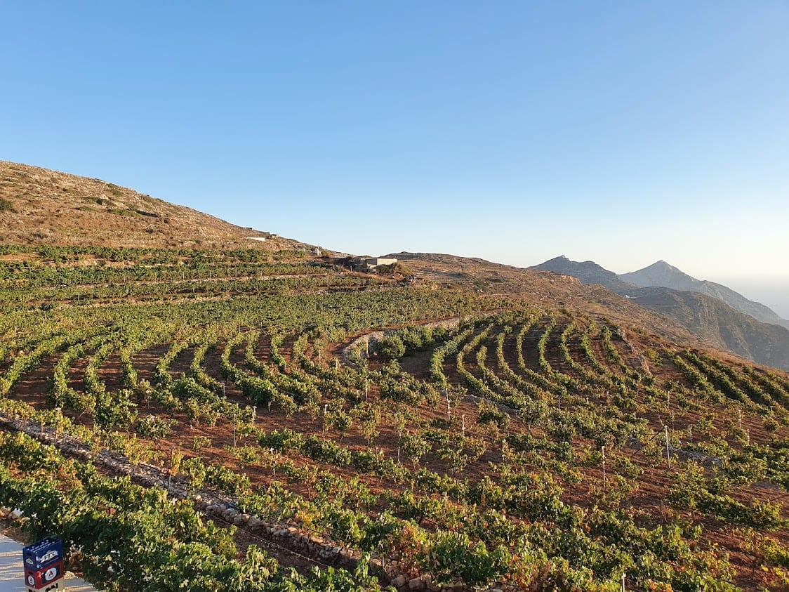 A vineyard in Sikinos Island
